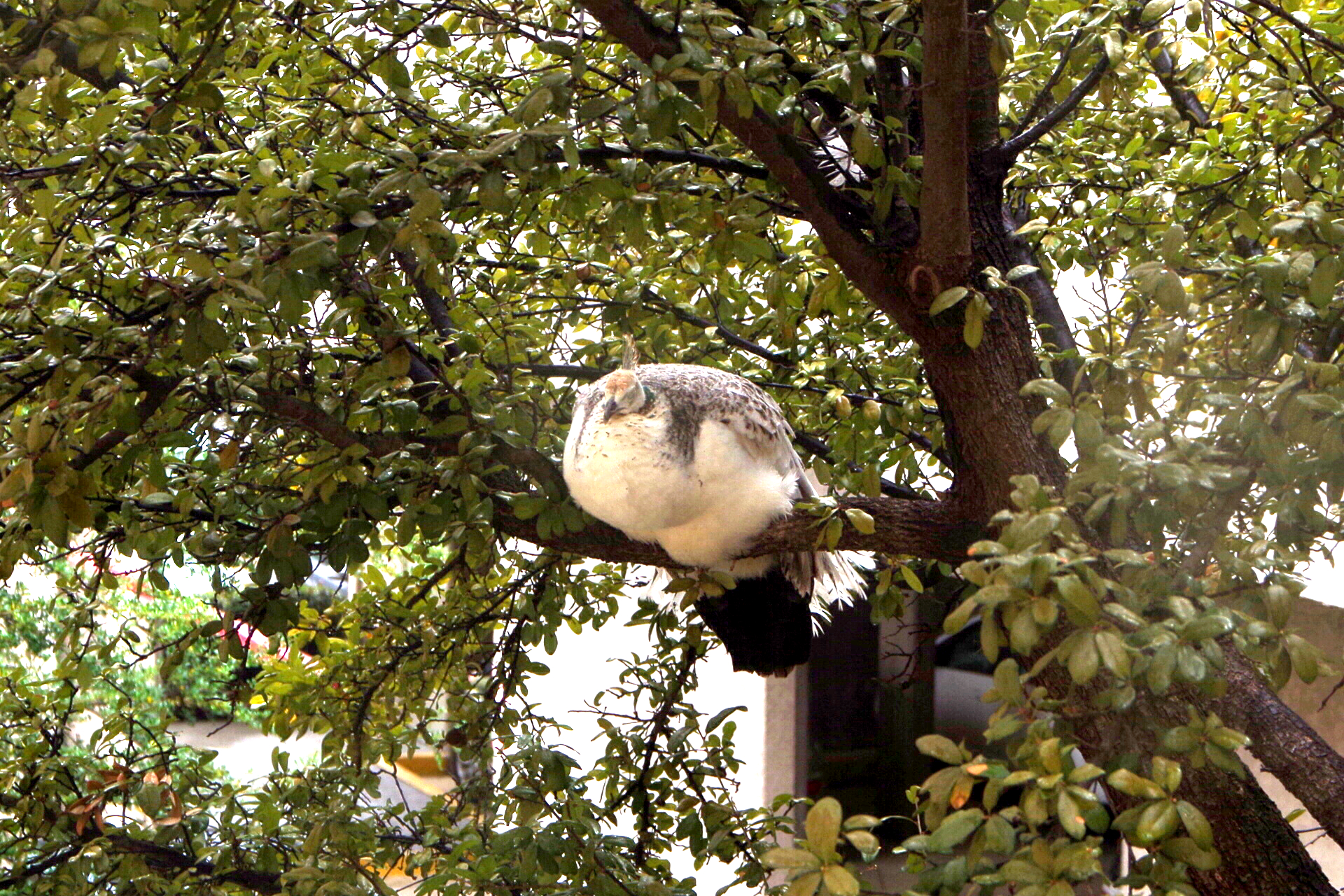 IMGP0771.JPG